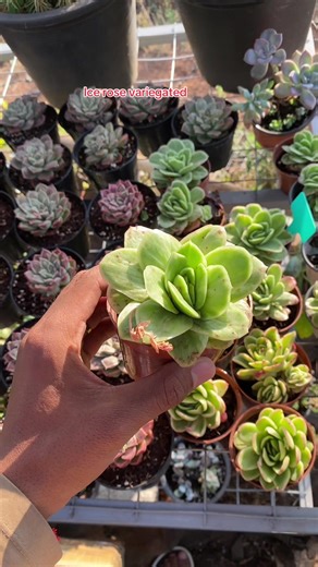 Ice Rose Variegated: A Gardener's Delight