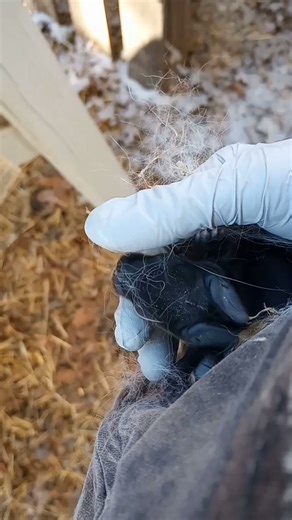 However you choose to raise them, both have their own pros and cons 🐇 #homestead #rabbitfarm #farm