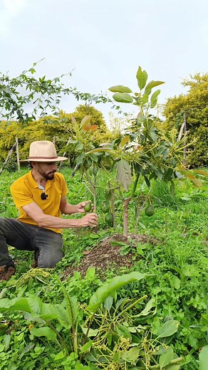 ¡No dejes FRUTOS en plantas pequeñas! Frenaras el desarrollo de la planta #aguacate #palta #arboles #agricultura En ocasiones cuando tenemos plantas que han sido propagadas por injerto, estás llegan a floración desde estados muy jóvenes (caso del vídeo) y el problema de permitir el desarrollo de las flores y posterior de los frutos, es que frenamos el crecimiento vegetal y radicular de nuestra planta. Ahora sí tú caso es igual al del dueño de esta planta, que quiere dejar sus frutos, la estrateg
