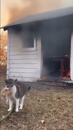 Hero Cat Saves Her Kittens from a Burning House 🐱🔥 | Real Rescue Moment