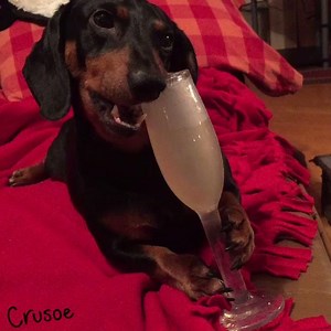 884K views · 7K shares | "Oakley, I think you've had one too many of those now.." Happy New Year! ~ Crusoe | Crusoe the Celebrity Dachshund | Facebook