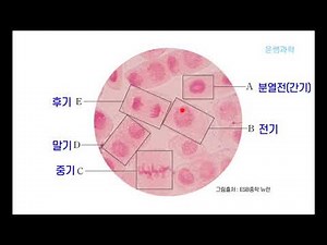 [중3과학] 31.체세포 분열 관찰 실험