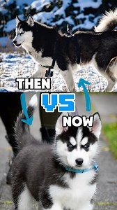 IMHO, he has aged like a fine wine. 🐺🐶🥰 . . . . . . . . . . #thehuskyarcher #skylerssiberians #huskypuppy #puppiesofinstagram #husky #huskiesofinstagram #agoutihusky #siberianderpskies #puppylove #puppyoftheday #pnwdogs #dogsofseattle #puppiesofseattle #snowdog #snowpuppy #huskylove #huskyphotography #siberianhusky #wolfprincessleia #puppies #puppygram #woof #pnwonderdogs #dogstagram #dogsofinstagram #bestwoof #seattledogs #agouti #huskypuppy #puppies #puppy | Siberian Derpskies