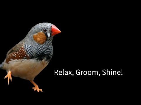 Relaxing Finch Enjoying Self-Care 🪶🐦#pets