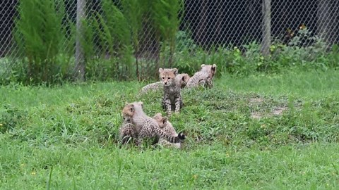 Adorable footage of three-month-old cheetah cubs playing
