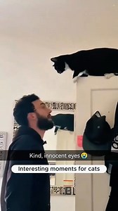 24K views · 343 reactions | Funny attacks of cat's | Pets and Animals | Facebook