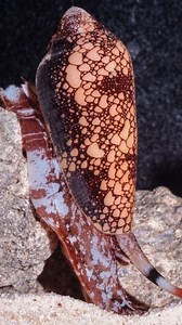 367K views · 17K reactions | Deadly Beauty: Beware the Textile Cone...