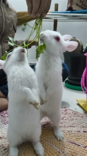 The Cutest Baby Rabbits You'll Ever See #rabbit #animal #cute #rabbitlovers #trending #shorts