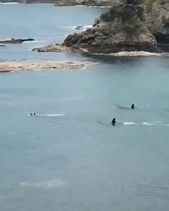 10M views · 9.7K reactions | Via~ @naturesgnarly ・・・ Two children have a close encounter with two #orcas while swimming in a bay in New Zealand - Video ©️ by Creed Pierce #orca #oceanlife #oceanview #oceans #videooftheday | Ocean Magazine | Facebook