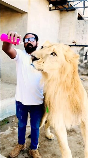 #Remix #Iraqi_songs # #musicstyle #animals #electronicmusic #musicgenre #tiger