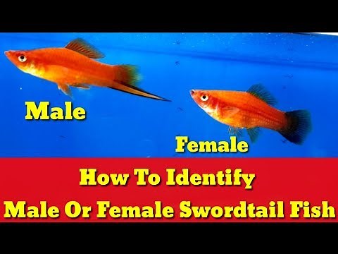 How To Identify Male Or Female Swordtail Fish