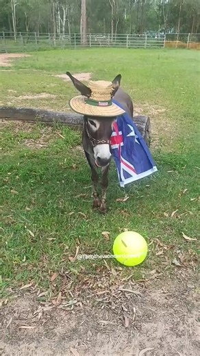 #minidonkey #petmoments #happypets #hobbyfarm #aussietok | donkey