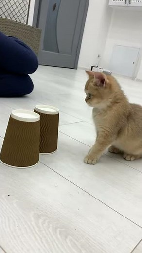 Will the kitten find the wrapper hidden by dad?