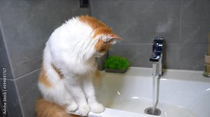 Cute turkish angora red white cat sitting on sink in bathroom and watching water flowing off faucet. Furry domestic pet indoors at home