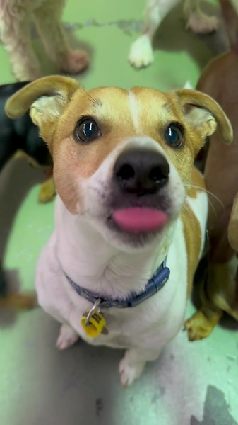 Funny Dogs of TikTok | Hilarious Red Bull Dog Video