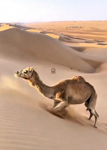 Ini Alasan Dilarang Memberi Minum Unta Liar #faktaunik #faktahewan #animalfacts #4u