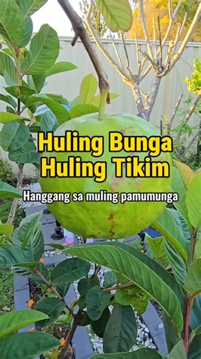 63 reactions · 11 comments | Huling Bunga at Huling Tikim nitong Bayabas hanggang sa muling pamumunga. #plantitalyninoz #kahalaman #guava #gardening | Plantita Lyn in Oz | Facebook