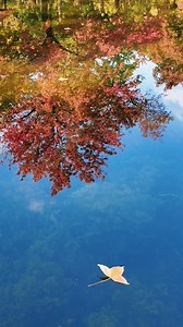 8.8K views · 74 reactions | Now is the perfect time to enjoy the vibrant maple leaves at Tianping Mountain in #Suzhou, #Jiangsu! [Video by Wuzhong Converged Media Center] #BeautifulJiangsu | Jiangsu, China | Facebook