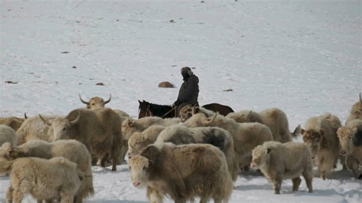 Kyrgyzstan white yak herders hope for breeding revival