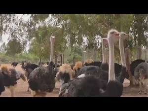 Video: Ostriches resurface in Mali