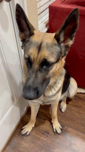 1.4K views · 31 reactions | My German Shepherd was waiting by the...