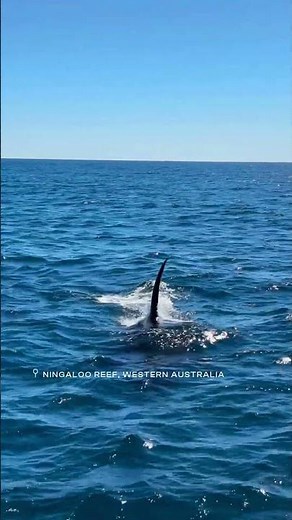 Coral Bay Eco Tours Spots Rare Orca Pod in Ningaloo Waters