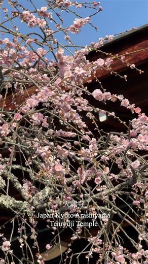 天龍寺の境内に満ちる、凛とした梅の香りと冷気