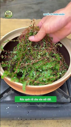 Cách Nấu Nước Cỏ Sữa Lá Nhỏ Với Long Nhãn Giúp Thanh Nhiệt, Khỏe Bụng Mẹo Dân Gian Dễ Làm #shorts