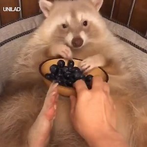 1M views · 14K reactions | Just a hungry raccoon munching on some berries  | UNILAD | Facebook