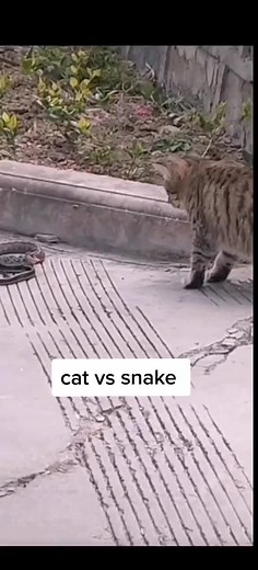 cat vs snake #animal