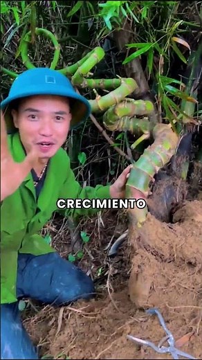 How the Chinese Turn Bamboo into Millions with Luxury Bonsais