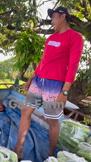 3.2K views · 106 reactions | Ampalaya Galaxy Max F1 at Mestisa F1 | GAB FARM | Facebook