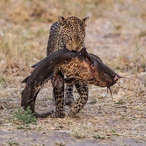 38K views · 448 reactions | Amazing Leopard Hunting a Catfish - Cheetah Catching - Unique And Rare Sighting Of Fishing Big Cats | Daily Reptile | Facebook