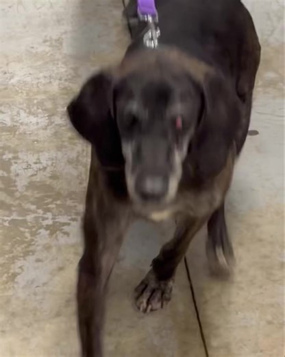 8.7K views · 457 reactions | Total emotional rescue today. Connie...