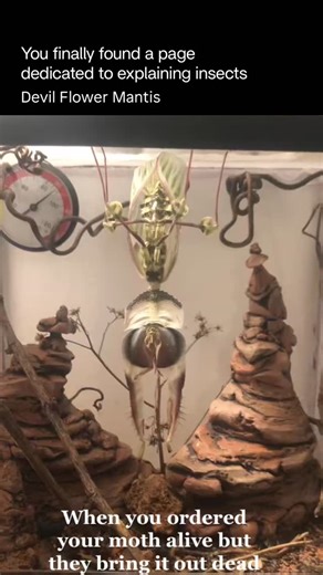 Explaining Insects 🦋 on Instagram: "The Devil flower mantis is one of the most striking and dramatic mantis species in the world. Native to East Africa, it’s famous for its vivid colors, flower-like shape, and intimidating threat display. It uses extreme camouflage, mimicking petals and leaves to blend into flowering plants. When prey comes close—such as flies, butterflies, or bees—it strikes with lightning speed. When threatened, the Devil flower mantis performs a fear display: it spreads its 