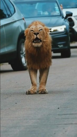 Lion Roar in Traffic 😱🦁