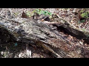 Rotting Log - 'Advanced Decomposition'