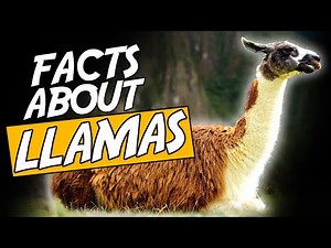Top 10 Unsual Facts About Llamas SHOCKING!
