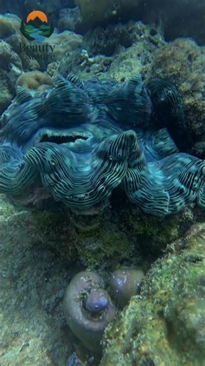 What Makes the GIANT Clam so Amazing? #giantclam #giantclamsel
