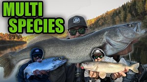 River Fishing for Big Fall Walleye | North Saskatchewan River