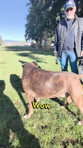 Dog Life: The Truth About Owning a Boxer 🐕