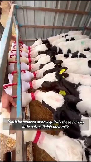 Dairy Calf Feeding System.