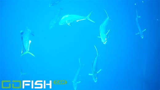 Camera on my fishing line - mahi mahi everywhere