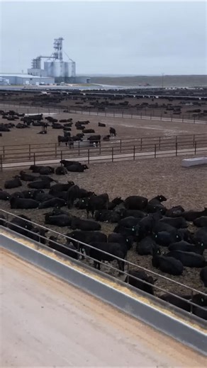 RealAgriculture on Instagram: "From 73,000 to 200,000 head! Discover the operational efficiencies of building this feedlot. Less travel distance and strategic employee placement make a big difference. #FeedYard #Cattle #Agriculture #Farming #OperationalEfficiency"