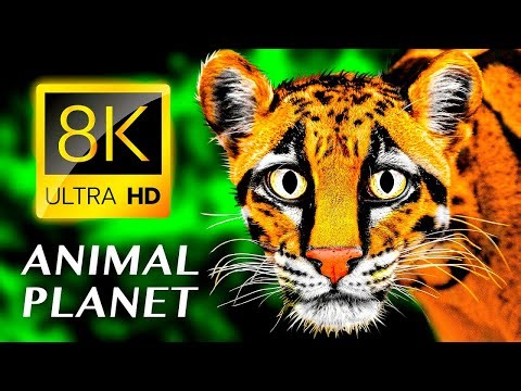 Animal Planet OLED HDR 4K Ultra HD Dolby Vision