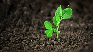 Time lapse footage of a pea seedling growing out of the fertile dark soil into a small plant