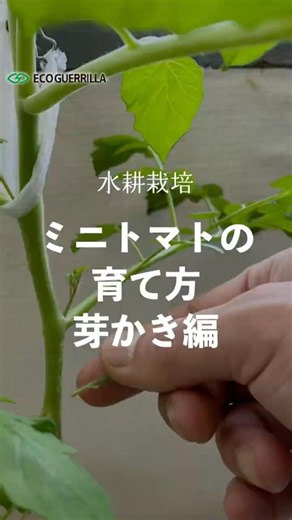 【ミニトマトの育て方】ミニトマトの実付きを良くしたいなら「芽かき」が重要！#ミニトマト #家庭菜園 #水耕栽培