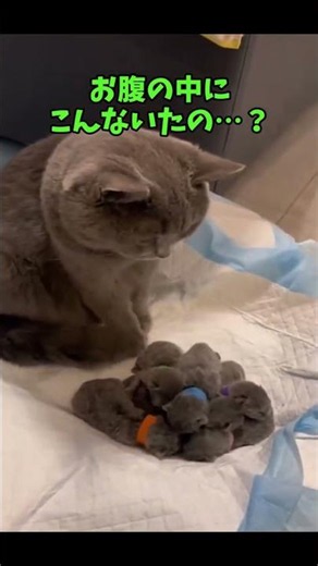 可愛すぎ！猫ちゃんの癒やしショート集🥰