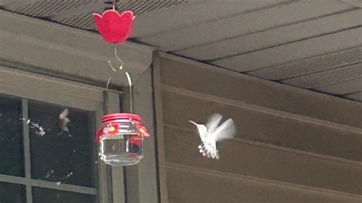 Rare, white hummingbird spotted in Columbia