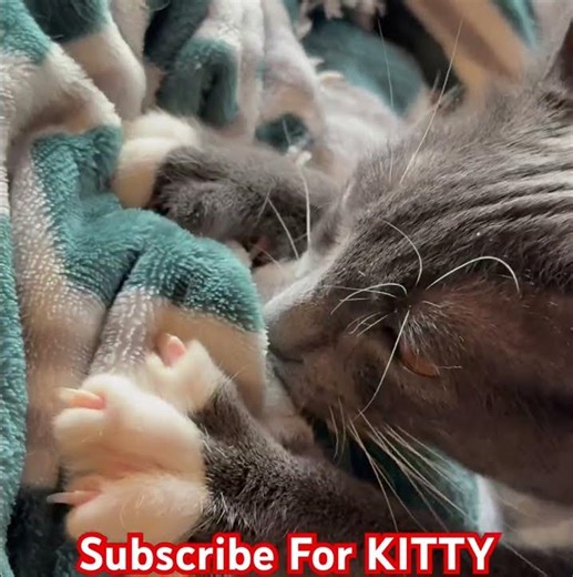 Kitten Nursing Sounds You Can’t Ignore 😻